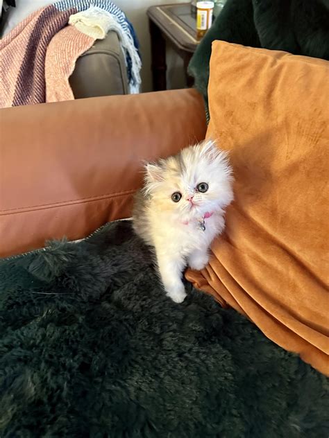 Is this a doll face Persian? : r/persiancat