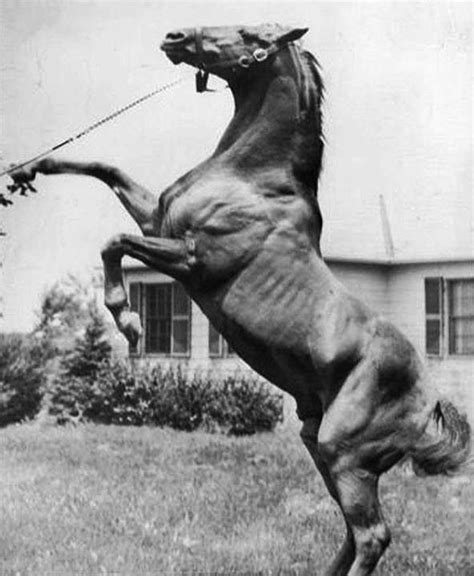 Seabiscuit | Horseracing | Pinterest