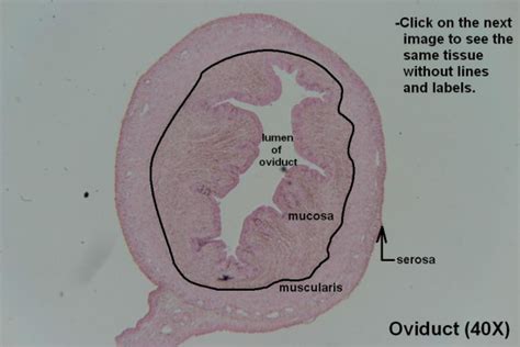 Oviduct