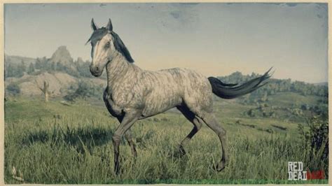 Thoroughbred | RDR2 Horse Breeds Coats, Locations & Stats