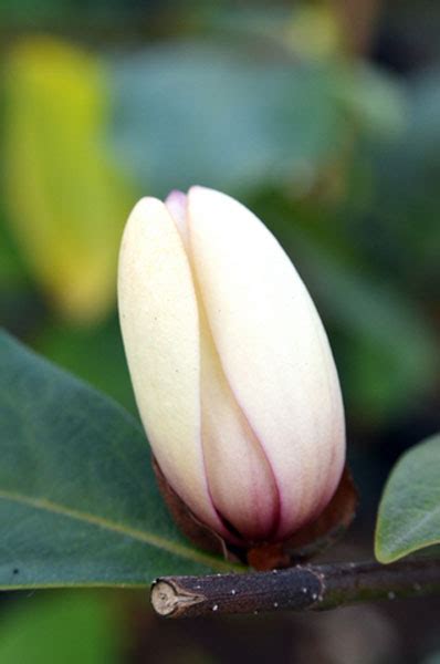 Buy Fairy Magnolia Magnolia Fairy Blush Micjur01 Pbr Delivery