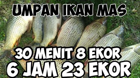 Racikan Umpan Ikan Mas Super Ampuh Segala Cuaca Dan Kondisi Youtube