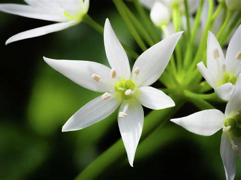 Wild Garlic Plant Flower