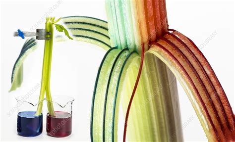 Transpiration in plants - Stock Image - C028/8131 - Science Photo Library