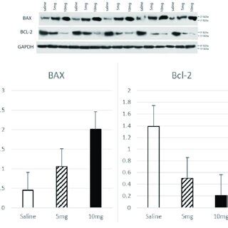 Western Blot Analysis Bcl B Cell Lymphoma Protein Bax