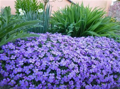 Jastučac Aubretia Deltoidea Forum Stranica 1