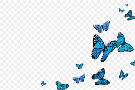 Blue Butterfly Png Border Transparent Premium Png Rawpixel