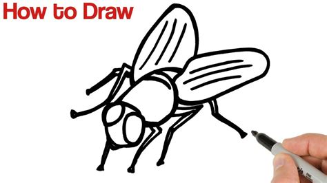 How To Draw A Fly Easy Insects Drawings Art Tutorials Drawing