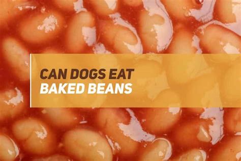 Can Dogs Eat Baked Beans Puppyfaqs