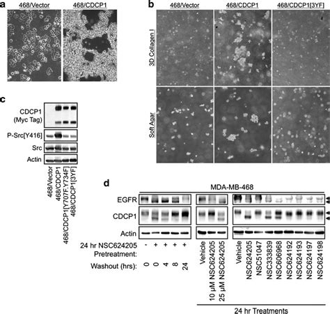 Cdcp1 Mediates Suspension Growth Of Mda Mb 468 Cells A Morphology Of