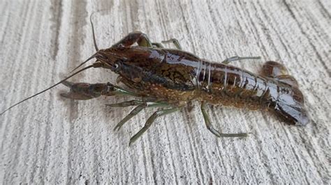 Scientists work to stop self-cloning crayfish in Burlington, Ont., pond ...