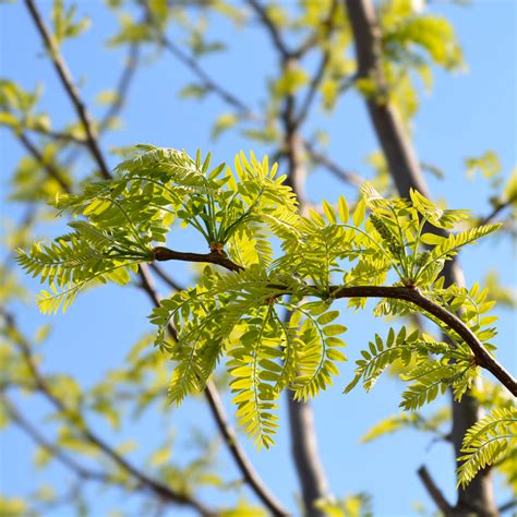 Thornless Honey Locust Tree (2-3 Foot) – Northern Ridge Nursery