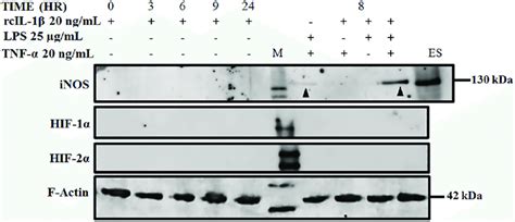 Inos Protein Is Recalcitrant To Single Or Multiple Cytokine Induction