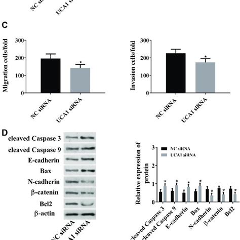 Lncrna Uca1 Promotes Malignant Hyperproliferation Of Hcc Cells A