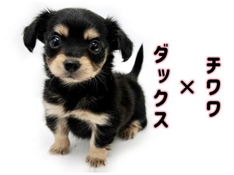 チワックス 】元祖mix犬！チワワ×ダックスの良い所どり、超ハイブリット犬 マルワンblog ペットショップ マルワン 小さめ子犬