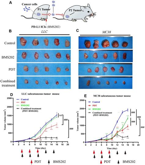 Tpe Iq O Pdt Combined With A Pdl Ici Can Effectively Inhibit Tumor