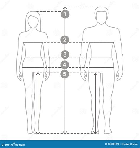 Medidas Do Corpo Humano Braincp