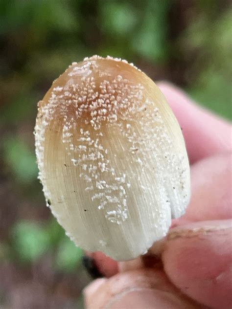 Coprinellus Sect Domestici From Se Th St Covington Wa Us On