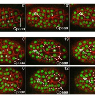 Core Pcp Genes Regulate The Sequential Rosettes Of Cpaaa A Edge