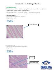 Bio Introduction To Histology Muscles Answer Sheet Docx