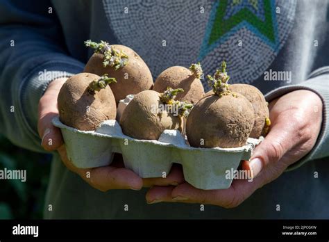 Woman Hands Holding Organic Maris Piper Seed Potatoes Potato Chitting