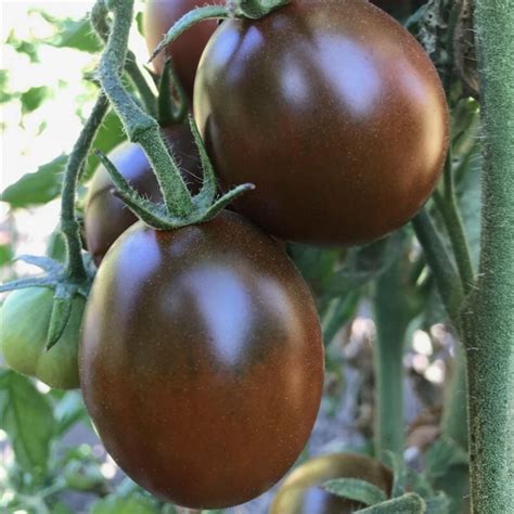 Semillas De Tomate Ciruela Negra Black Plum Precio