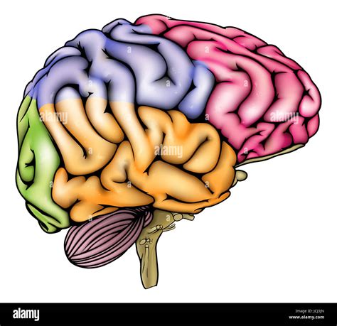 Brain In Cross Section Side Stockfotos Und Bilder Kaufen Alamy