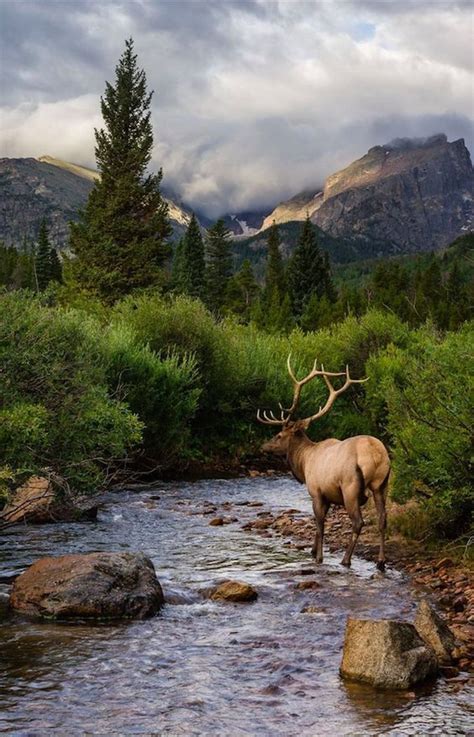 106 best Estes Park Wildlife images on Pinterest | Elk, Estes park colorado and National parks