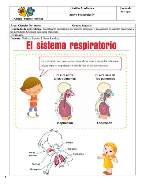 Ficha De El Aparato Respiratorio Para 4o Primaria 5o Primaria 6o Images And Photos Finder