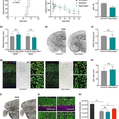 Rapamycin Does Not Prevent Nervous System Abnormalities In Ercc1∆− Download Scientific Diagram