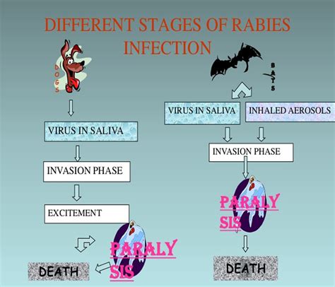 Patofisiologi Rabies