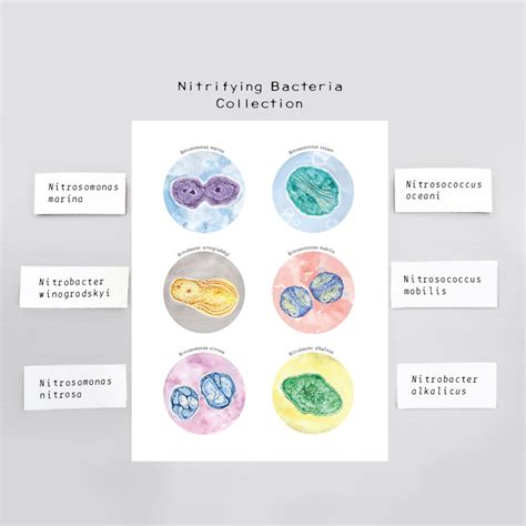 Nitrifying Bacteria Collection Science Art, Print, Poster, Wall Decor ...