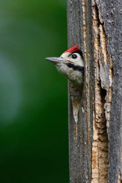 Photo Gallery Parco Nazionale Foreste Casentinesi