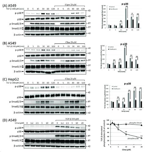 Transforming Growth Factor Beta Tgf β Stimulated Activation Of P38 Download Scientific