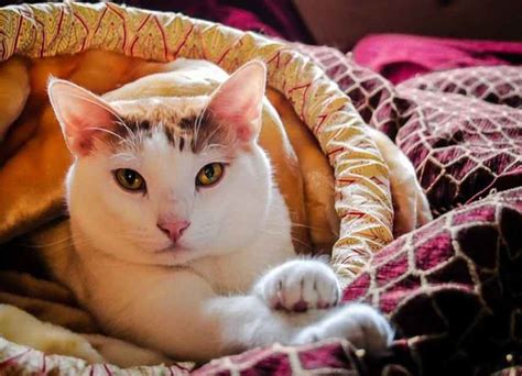 9 Potential Reasons Why Cats Lose Weight And Tips