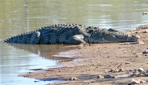 Nile Crocodile Crocodylus Niloticus Basking On The Shore Flickr