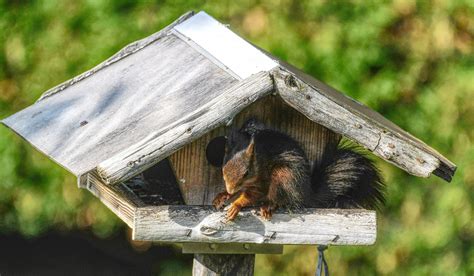 Eichhörnchen Im Vogelhaus Foto And Bild Natur Bilder Auf Fotocommunity