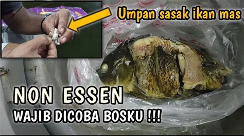 UMPAN SASAK IKAN MAS GALATAMA LELE YouTube