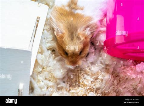 Syrian hamster in hamster cage Stock Photo - Alamy