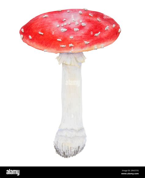 Red Fly Agaric Watercolor Hand Drawn Illustration Realistic Botanical