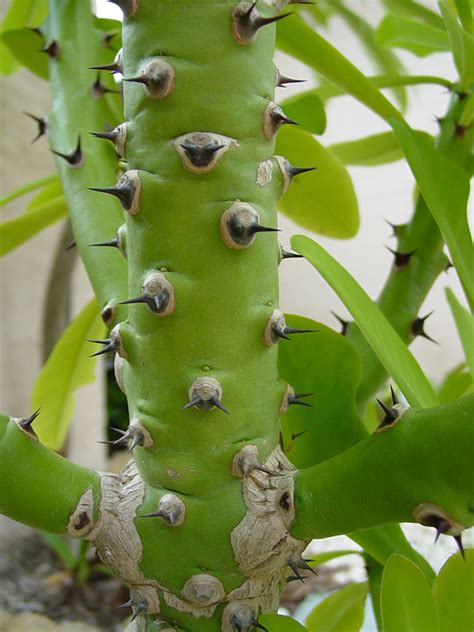 Euphorbia Neriifolia Cactus Euphorbiaceae Urban Tropicals