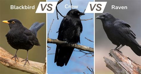 Blackbird vs Crow vs Raven: Decoding Key Differences