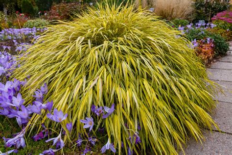 Japans Berggras In Japanese Garden Plants Shade Loving