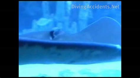 Giant Stingray Steve Irwin