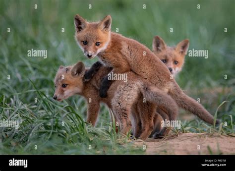 Red Fox Kit At A Den Stock Photo Alamy