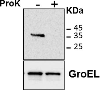 Figure From Functional Dissection Of The Pe Domain Responsible For