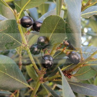 Bay Leaf Tree Seeds - 20 Seeds - Seeds and Plants