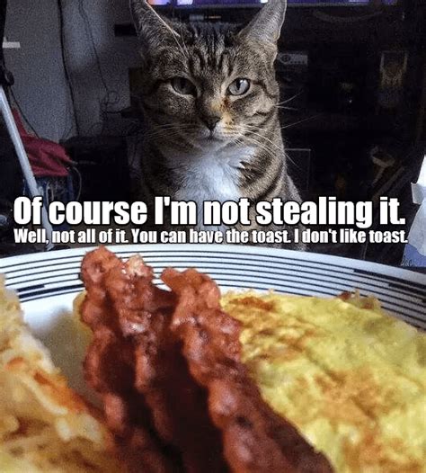 cat stealing food meme - Gay Ainsworth