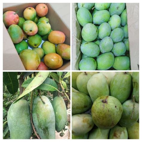 Jual Mangga Harumanis | Mangga Indramayu | Mangga Gedong Gincu | Mangga Simadu Manalagi | Mangga ...