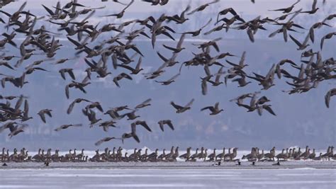 Geese and ducks taking flight image - Free stock photo - Public Domain photo - CC0 Images